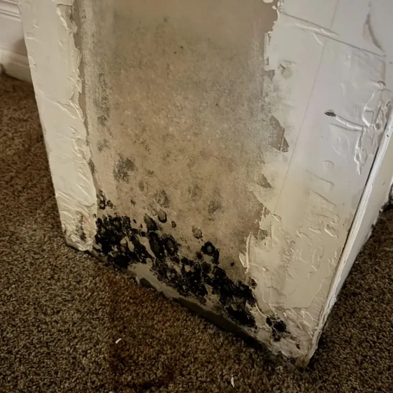 Professional Mold Removal in Winnie, TX